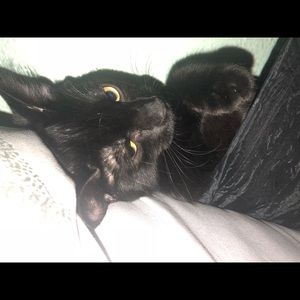 Meet your Posher, Alanis